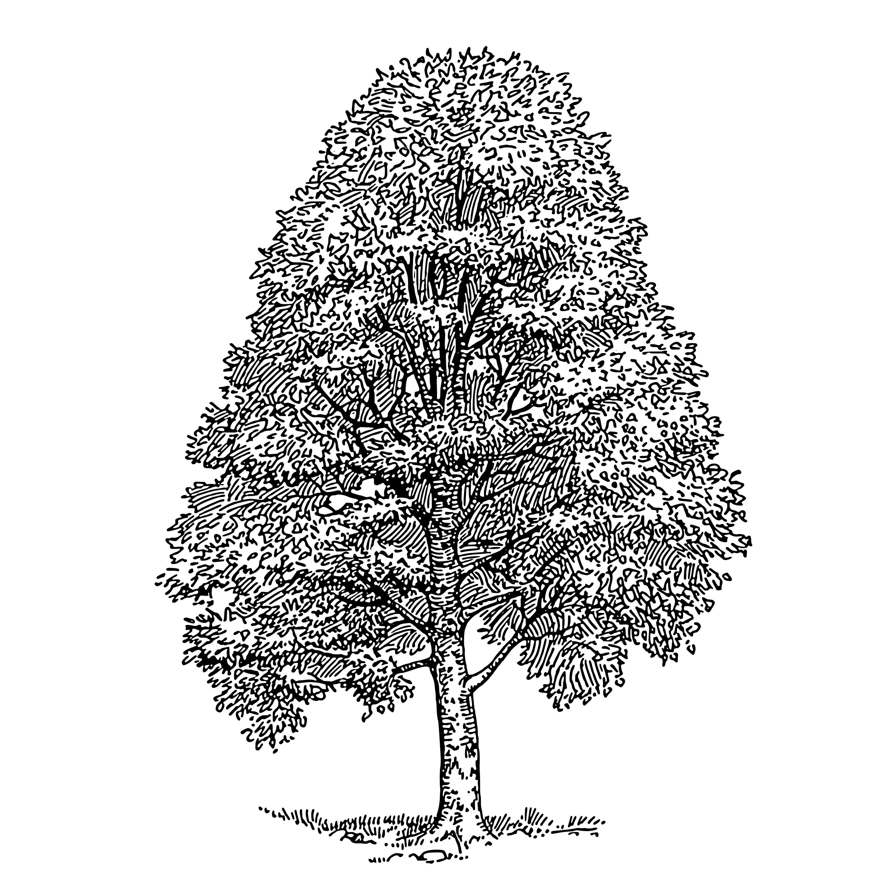 Maitén logo